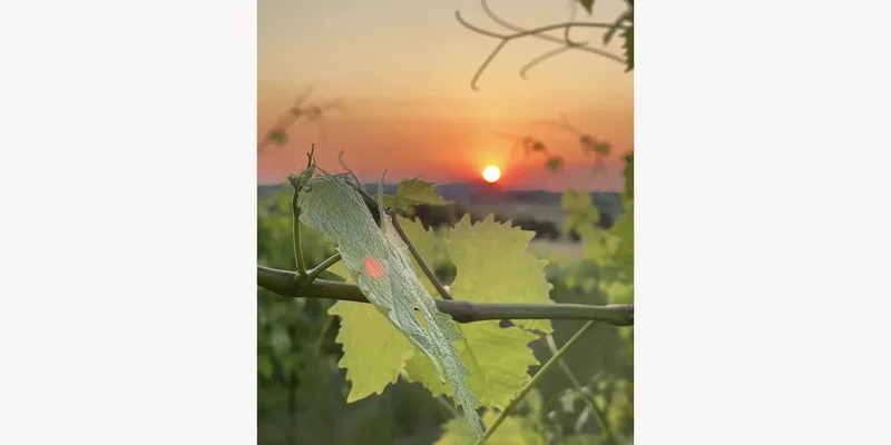 Le Paradis des Vignes