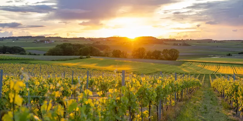 Le Paradis des Vignes