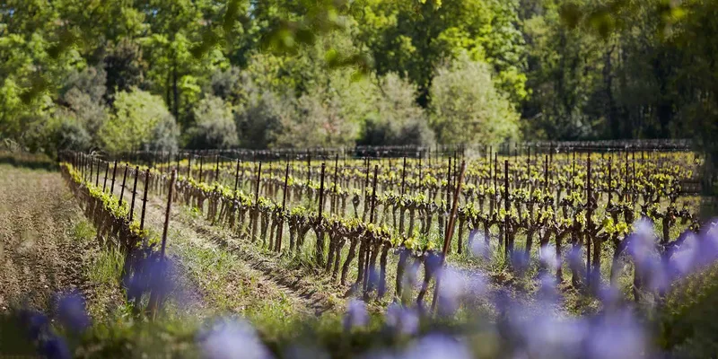 Château des Lavandes